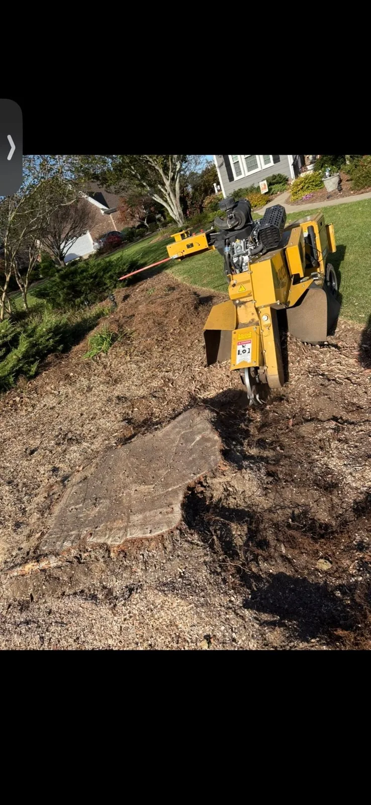 Stump grinder working beside exposed roots