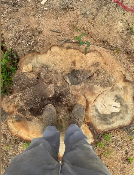 Large stump ready for grinding