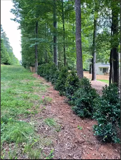 Landscaped planting bed alongside established trees