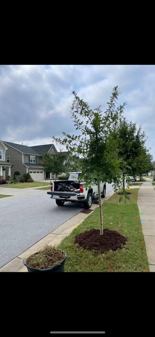 Newly planted tree along a residential street