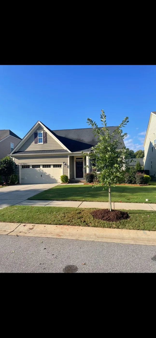 Newly planted tree in a residential front yard