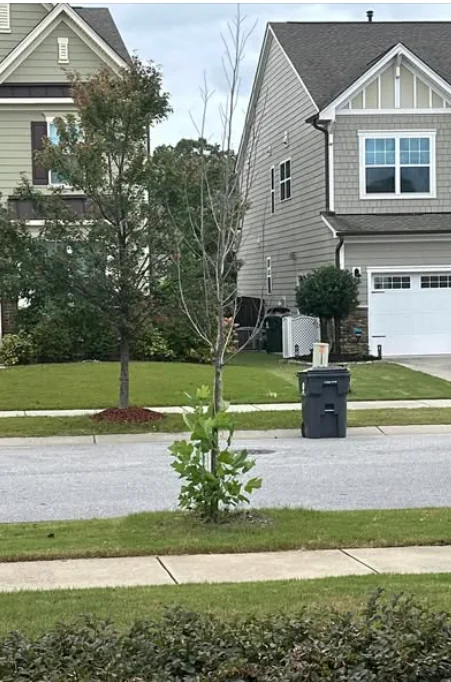 Before: sparse tree in a curbside planting area