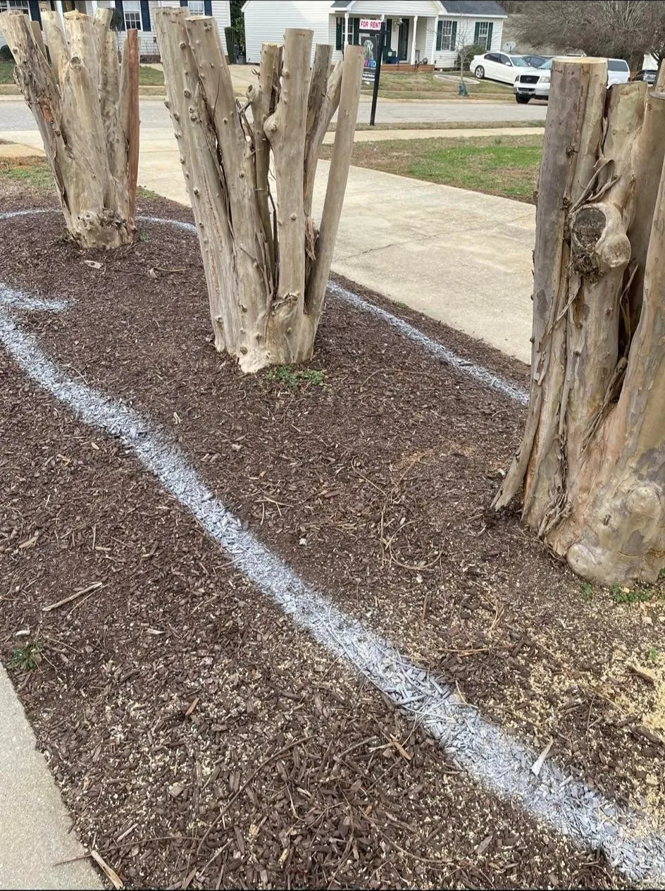 Stumps marked for grinding beside a home